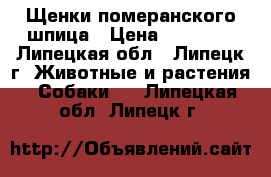 Щенки померанского шпица › Цена ­ 25 000 - Липецкая обл., Липецк г. Животные и растения » Собаки   . Липецкая обл.,Липецк г.